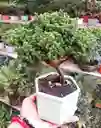 Bonsai En Matera De Ceramica - Detalle Con Amor Para Regalo En Fecha Especial, Amor Y Amistad, Cumpleaños, Aniversarios, Condolencias, Graduación, Felicitación Y Agradecimiento.
