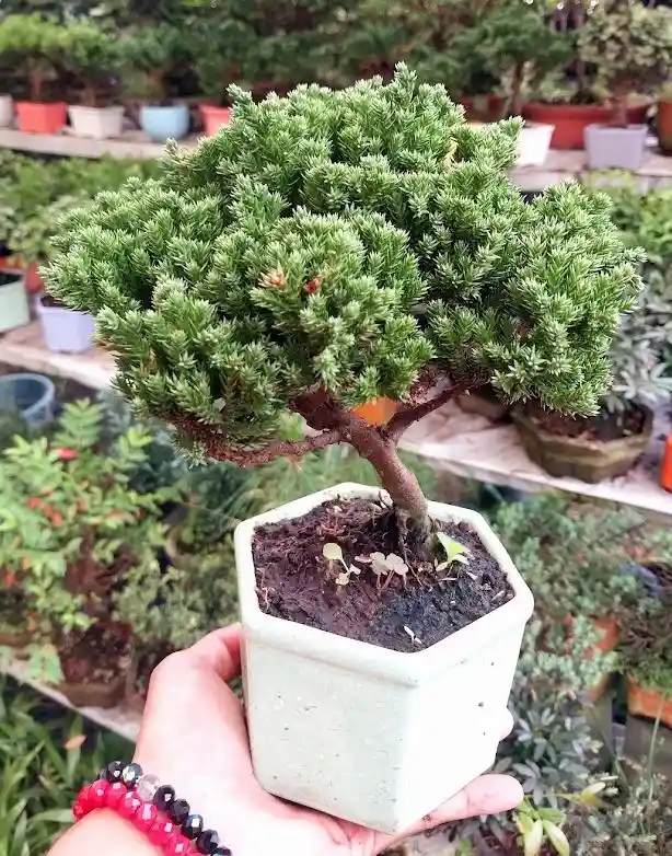 Bonsai En Matera De Ceramica - Detalle Con Amor Para Regalo En Fecha Especial, Amor Y Amistad, Cumpleaños, Aniversarios, Condolencias, Graduación, Felicitación Y Agradecimiento.
