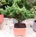 Bonsai En Matera De Ceramica - Detalle Con Amor Para Regalo En Fecha Especial, Amor Y Amistad, Cumpleaños, Aniversarios, Condolencias, Graduación, Felicitación Y Agradecimiento.