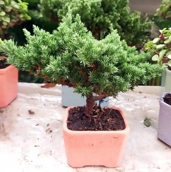 Bonsai En Matera De Ceramica - Detalle Con Amor Para Regalo En Fecha Especial, Amor Y Amistad, Cumpleaños, Aniversarios, Condolencias, Graduación, Felicitación Y Agradecimiento.