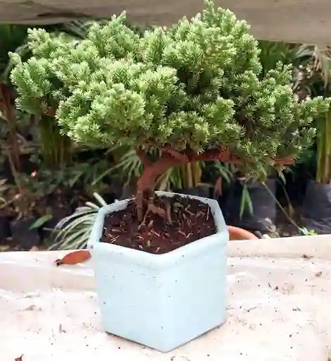 Bonsai En Matera De Ceramica - Detalle Con Amor Para Regalo En Fecha Especial, Amor Y Amistad, Cumpleaños, Aniversarios, Condolencias, Graduación, Felicitación Y Agradecimiento.