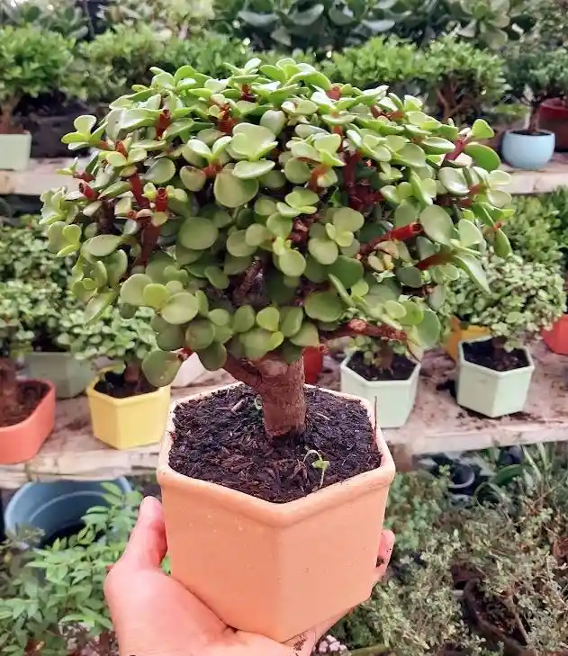 Bonsai En Matera De Ceramica - Detalle Con Amor Para Regalo En Fecha Especial, Amor Y Amistad, Cumpleaños, Aniversarios, Condolencias, Graduación, Felicitación Y Agradecimiento.