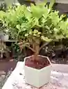 Bonsai En Matera De Ceramica - Detalle Con Amor Para Regalo En Fecha Especial, Amor Y Amistad, Cumpleaños, Aniversarios, Condolencias, Graduación, Felicitación Y Agradecimiento.