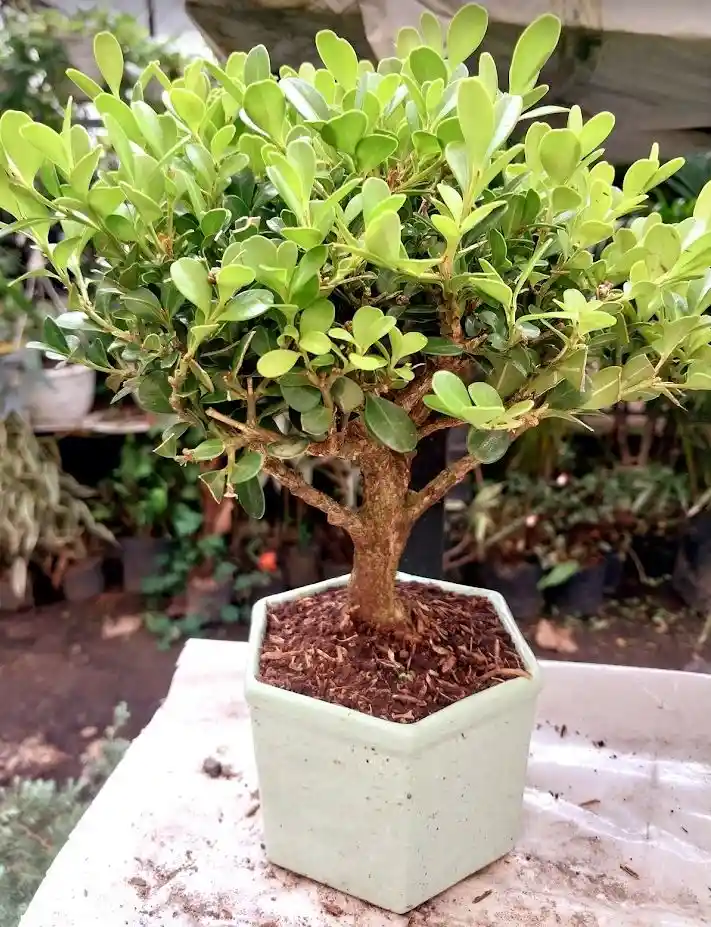 Bonsai En Matera De Ceramica - Detalle Con Amor Para Regalo En Fecha Especial, Amor Y Amistad, Cumpleaños, Aniversarios, Condolencias, Graduación, Felicitación Y Agradecimiento.