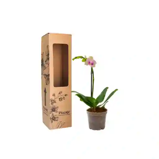 Orquídea Mini Premium Michu En Matera De Cultivo