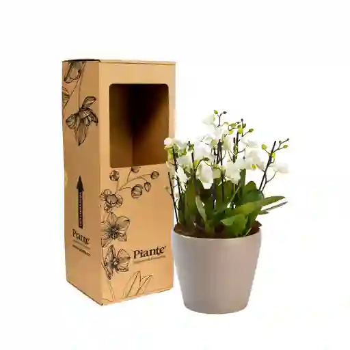 Arreglo Floral Dm De Orquídeas Mini Supreme Blanco
