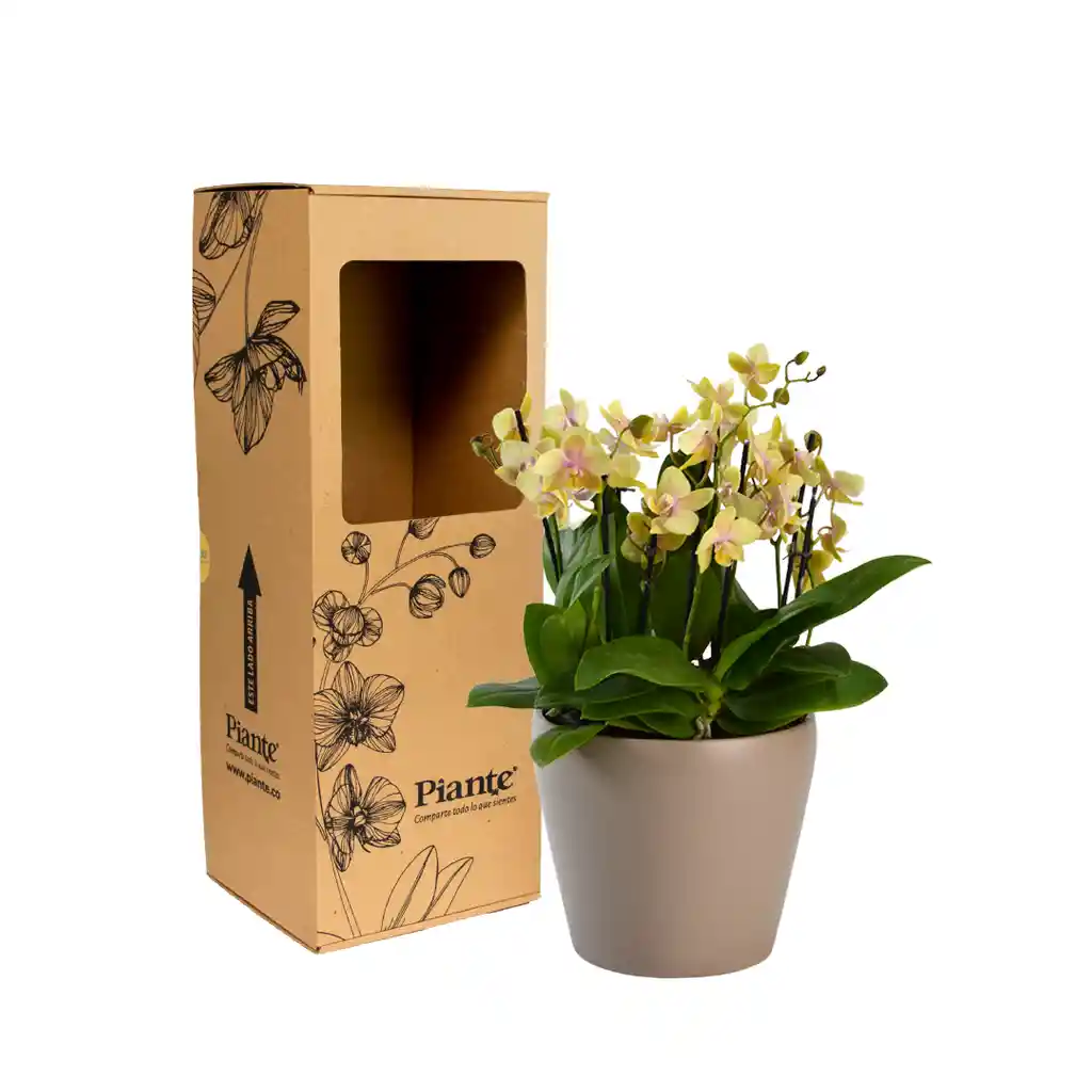 Arreglo Floral Dm De Orquídeas Mini Supreme Amarillo
