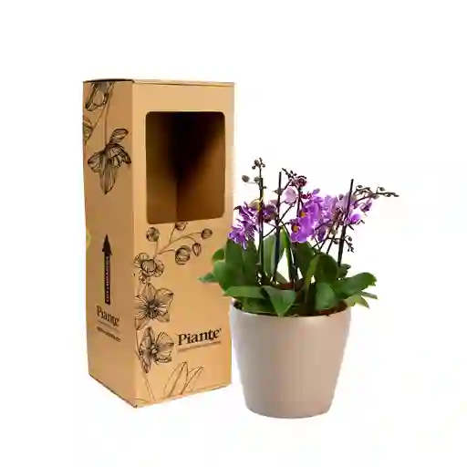 Arreglo Floral Dm De Orquídeas Mini Premium Amarillo