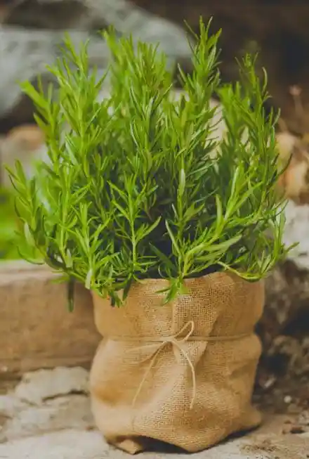 Romero En Matera- Planta Aromática En Matera - Detalle Con Amor Para Regalo En Fecha Especial, Amor Y Amistad, Cumpleaños, Aniversarios, Condolencias, Graduación, Felicitación Y Agradecimiento.