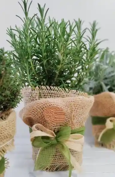 Romero En Matera- Planta Aromática En Matera - Detalle Con Amor Para Regalo En Fecha Especial, Amor Y Amistad, Cumpleaños, Aniversarios, Condolencias, Graduación, Felicitación Y Agradecimiento.