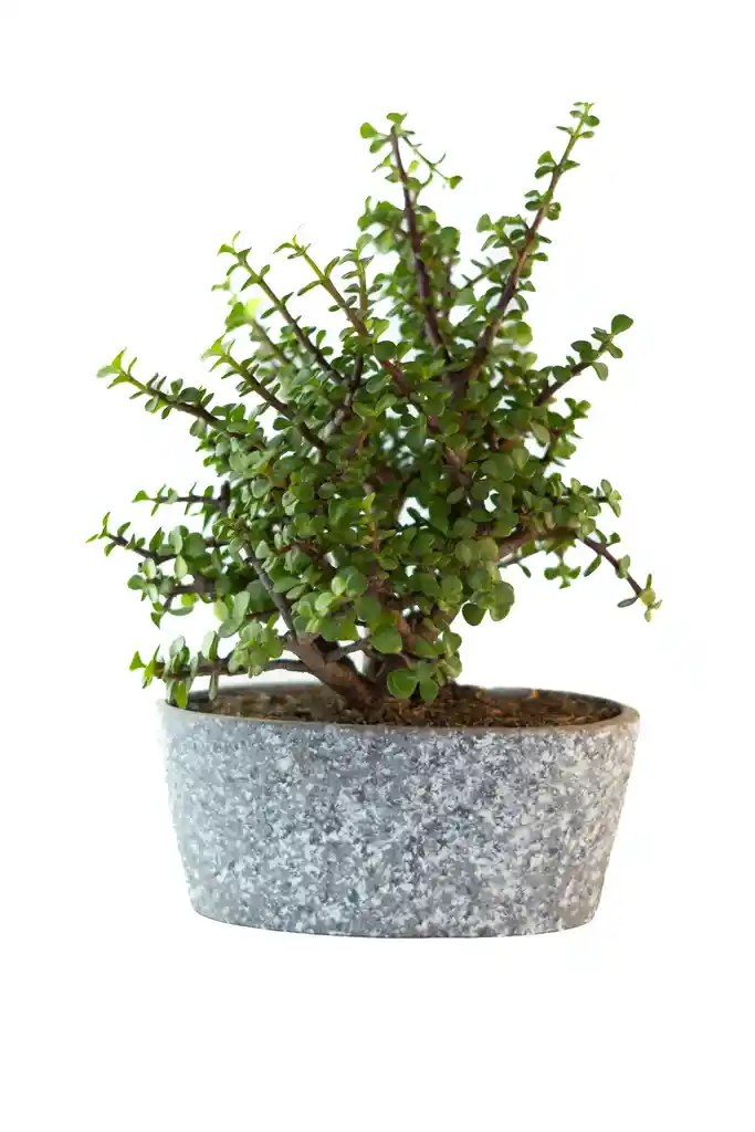 Bonsai Jade Abastdeco Plantas Y Regalos