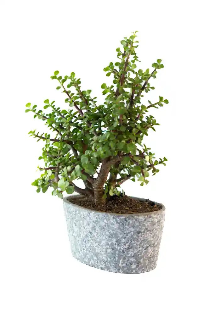 Bonsai Jade Abastdeco Plantas Y Regalos