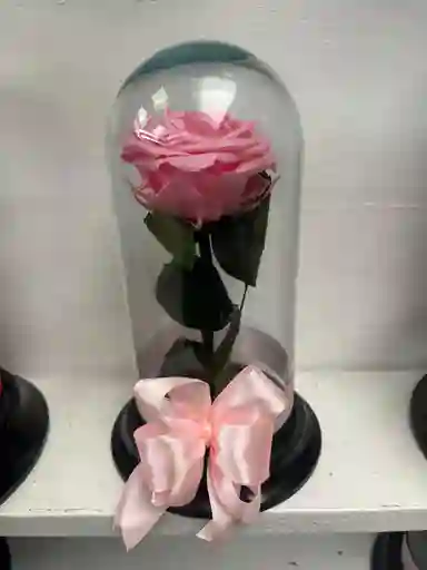 Rosa Preservada Medium