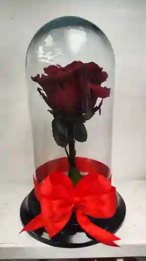 Rosa Roja Preservada Medium