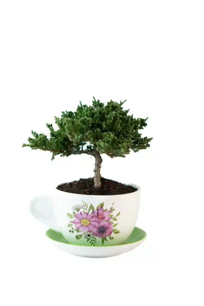 Bonsai Nana En Matera De Pocillo