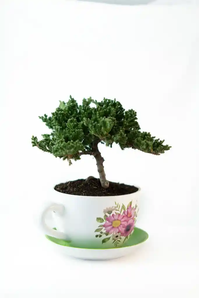 Bonsai Nana En Matera De Pocillo