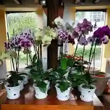 Orquidea Phalaenopsis Una Vara