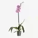 Orquidea Phalaenopsis Una Vara