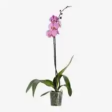 Orquidea Phalaenopsis Una Vara