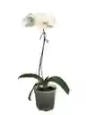 Orquidea Phalaenopsis Una Vara