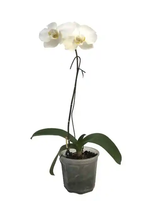 Orquidea Phalaenopsis Una Vara