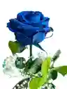 Rosa Inmortalizada Azul Rey - Rosa Preservada - Regalo Feliz Dia De Amor Y Amistad - Regalo Especial