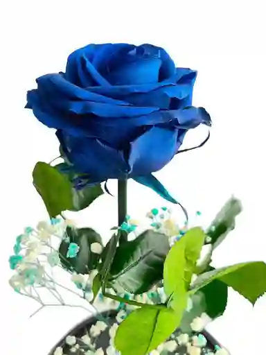 Rosa Inmortalizada Azul Rey - Rosa Preservada - Regalo Dia De La Madre - Rosa Azul