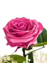 Rosa Inmortalizada Palo De Rosa - Rosa Preservada - Regalo Feliz Dia De Amor Y Amistad - Regalo Especial