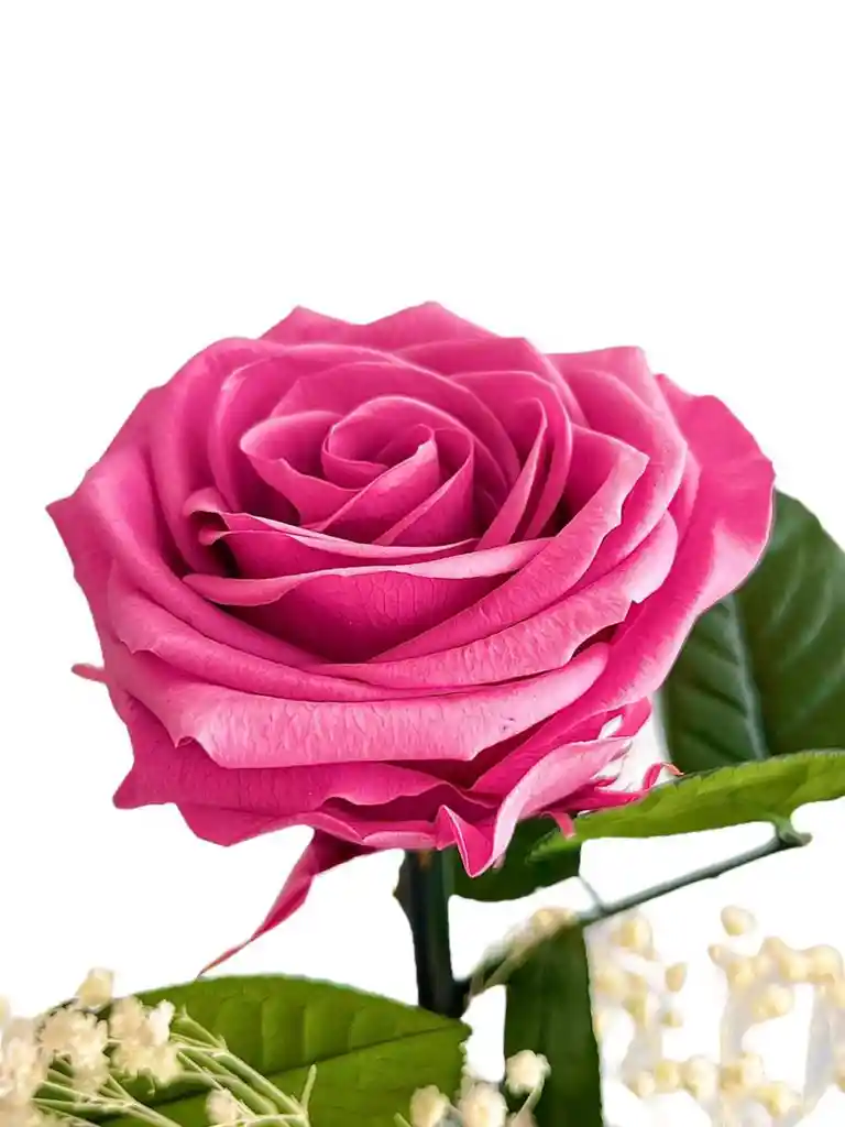 Rosa Inmortalizada Palo De Rosa - Rosa Preservada - Regalo Feliz Dia De Amor Y Amistad - Regalo Especial