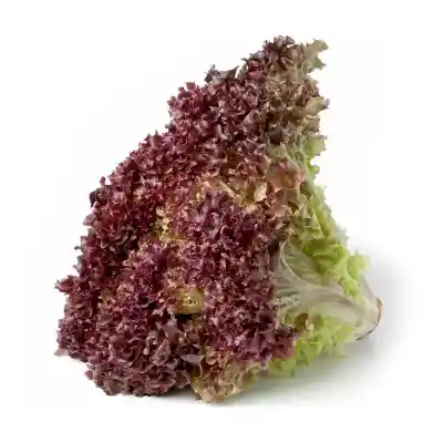 Lechuga Crespa Morada