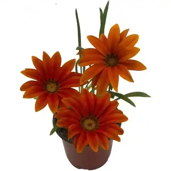 Gazania