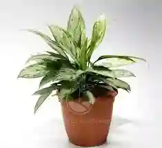 Planta Dolar Grande