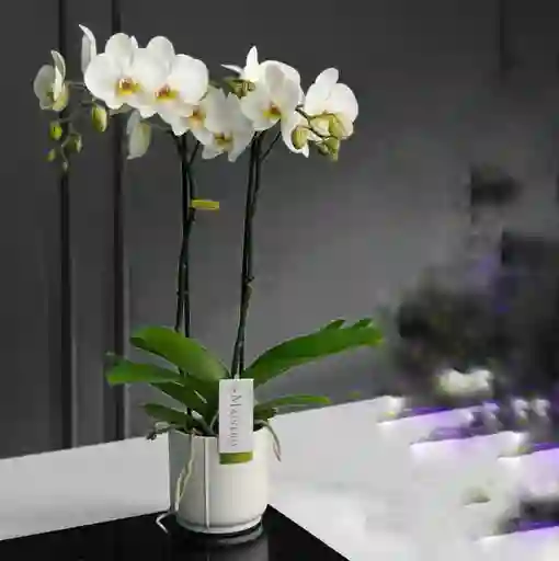 Orquideas Blancas Condolencia