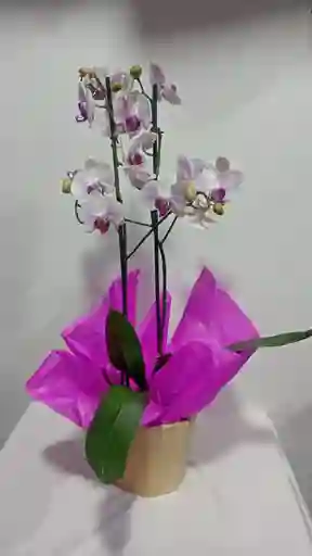 Orquidea Encanto
