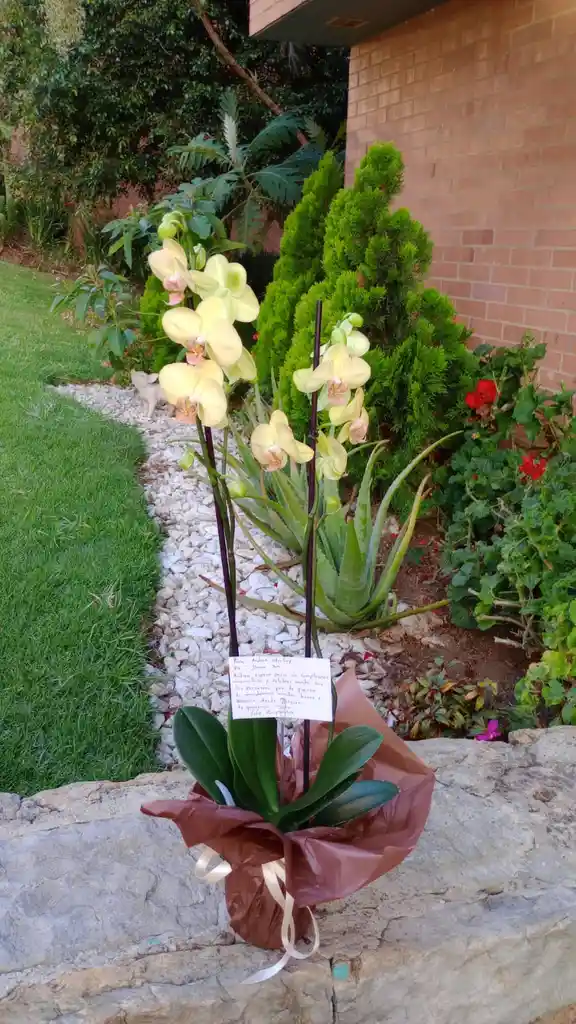 Orquidea Encanto