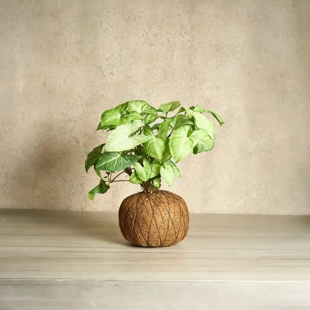 Kokedama Syngonium