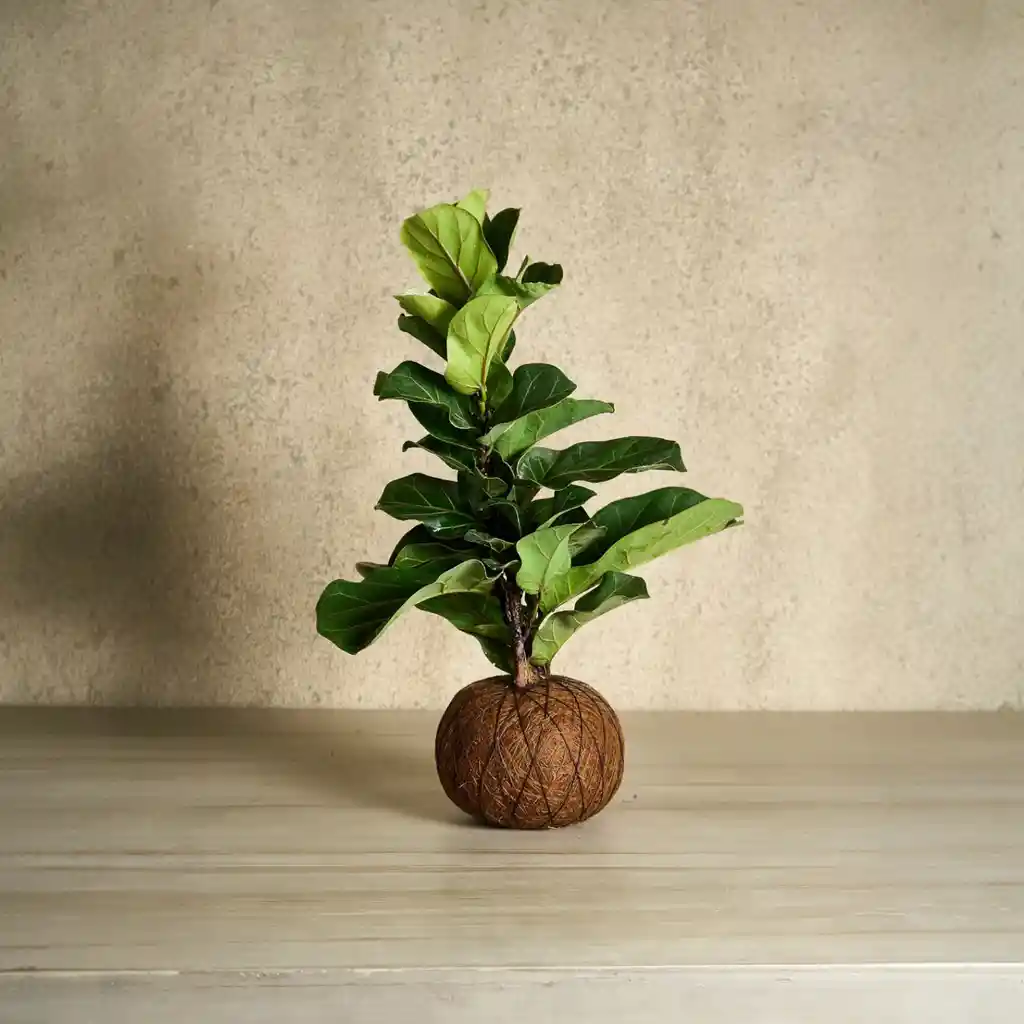 Kokedama Pandurata Mediano