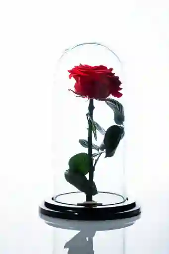 Rosa Preservada En Cúpula Mediana