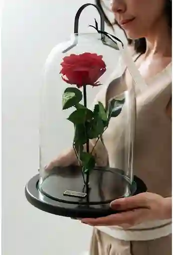 Rosa Preservada Extra Grande Roja