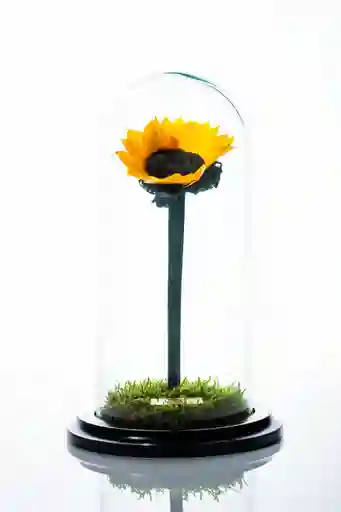 Girasol Preservado Medium