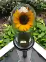 Girasol Preservado Medium