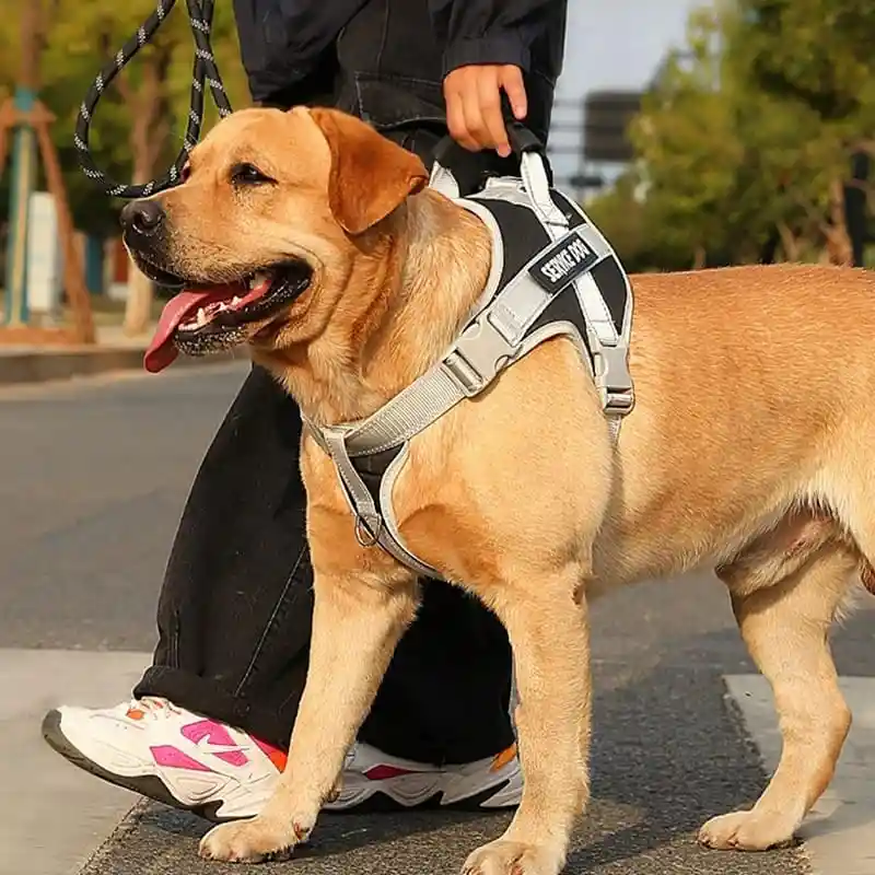 Arnés Reflectivo Para Perros Medianos Y Grandes Talla M, No Incluye Lazo