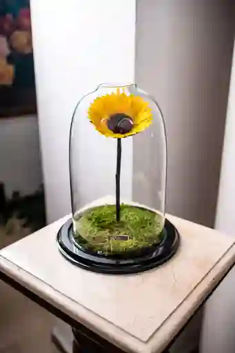 Girasol Xxl