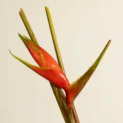 Heliconias