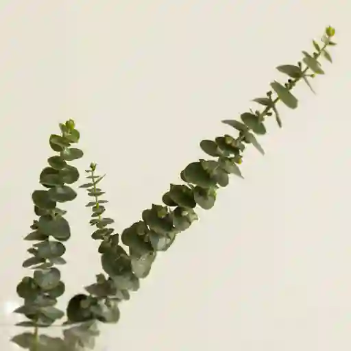 Eucaliptos