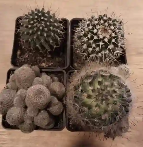 Cactus Pequeños