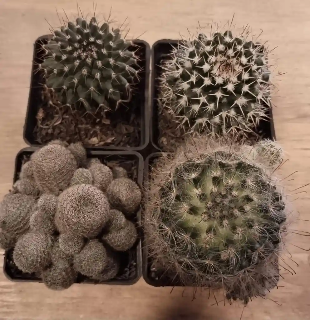 Cactus Pequeños