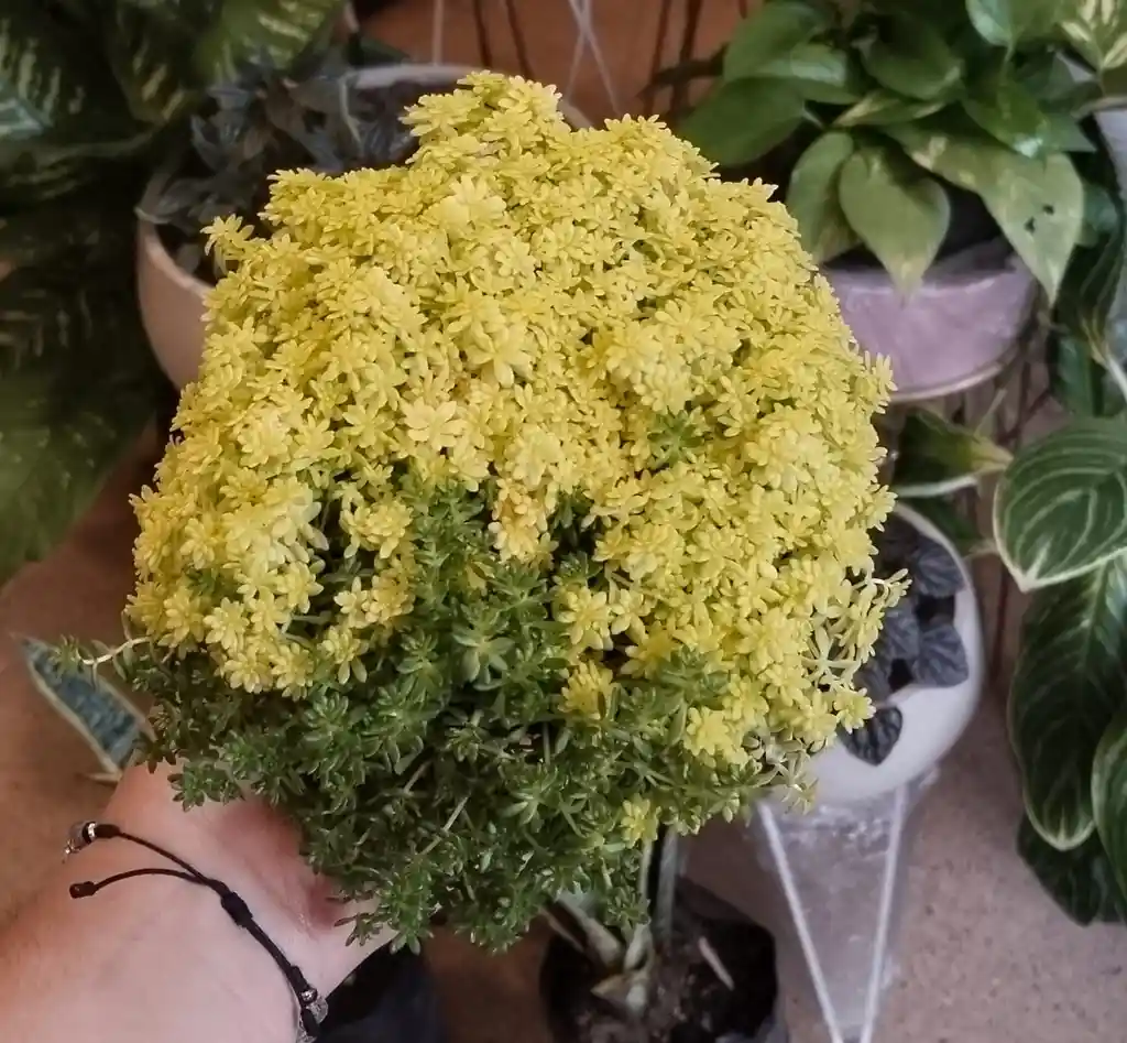 Sedum Oro