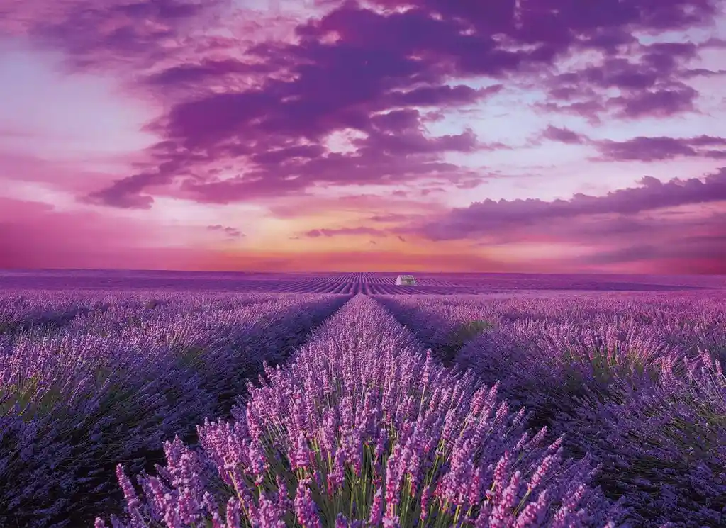 Rompecabezas Adulto 1000 Piezas Campo De Lavanda Clementoni