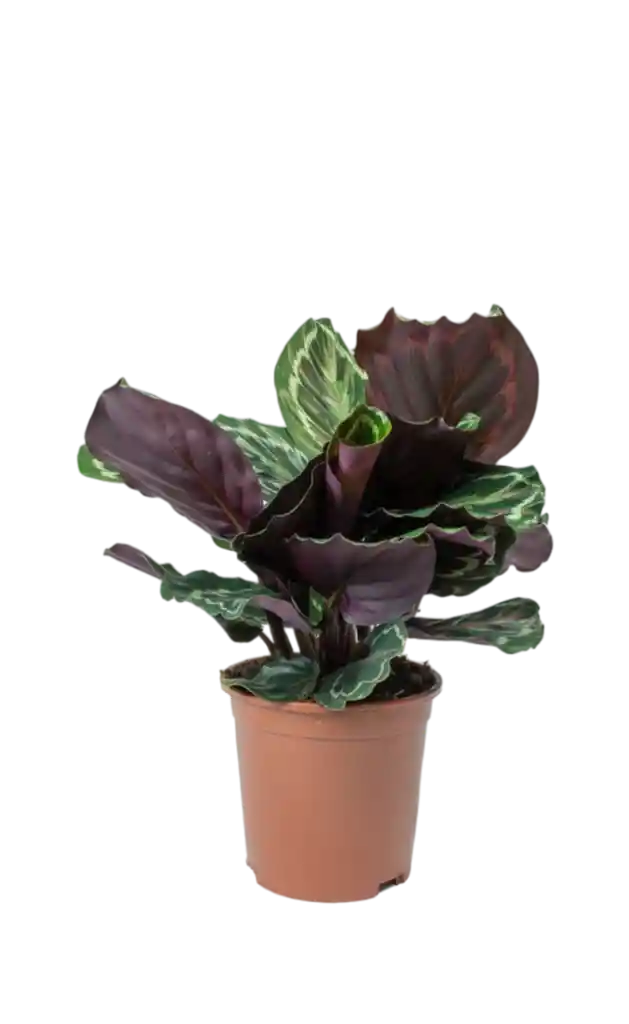 Calathea Medallón